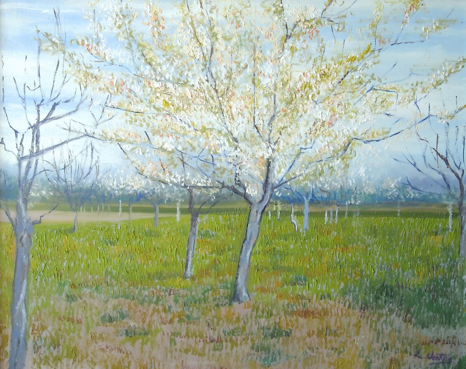 Albero di albicocche in fiore di Vincent Van Gogh — falso d'autore dipinto a mano da Emilio Ventura, Olio su tela, 80x64 cm